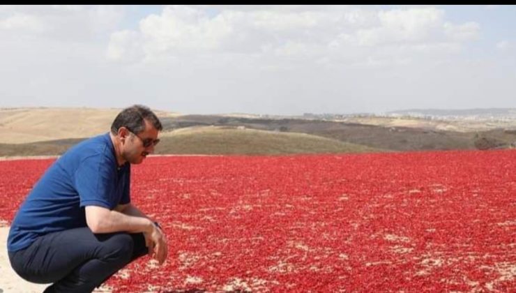 Şanlıurfa’da acı telaş, isot sezonu açıldı