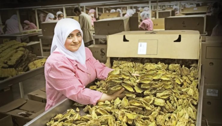 Tütün sektöründen 6 ayda 451 milyon dolarlık ihracat
