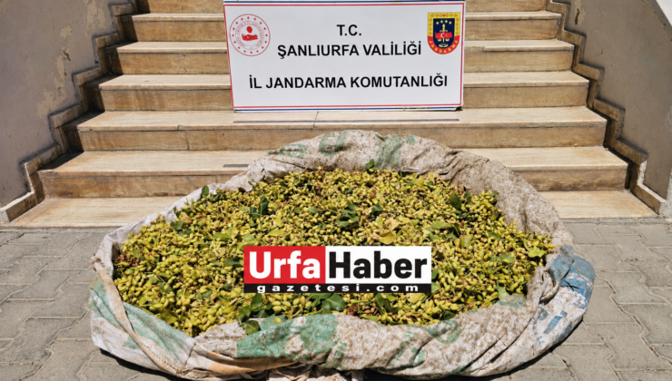 SURUÇ’TA FISTIK HIRSIZLIĞI SUÇÜSTÜ YAKALANDI: 380 KİLO FISTIK ELE GEÇİRİLDİ