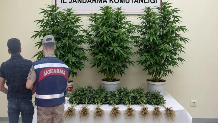 Şanlıurfa’da jandarmayı harekete geçiren operasyon! Gözaltı var