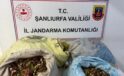 ŞANLIURFA’DA FISTIK HIRSIZLIĞINA SUÇÜSTÜ! 4 ŞÜPHELİ YAKALANDI
