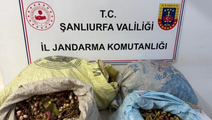 ŞANLIURFA’DA FISTIK HIRSIZLIĞINA SUÇÜSTÜ! 4 ŞÜPHELİ YAKALANDI