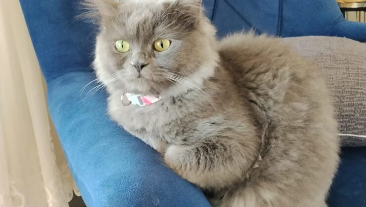 Kayıp Kedi Bulundu! Urfa Haber Gazetesi’nin Haberi Sonuç Verdi