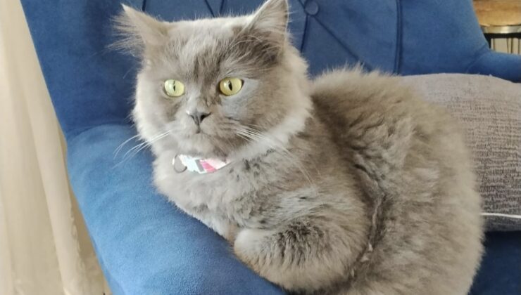 Şanlıurfa’da Kayıp Kedi Alarmı! Görenlerin Duyarlı Olması İsteniyor
