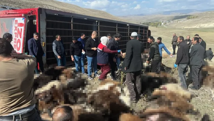 Siverek’e getiriliyordu! Tır devrildi, 130 küçükbaş hayvan telef oldu