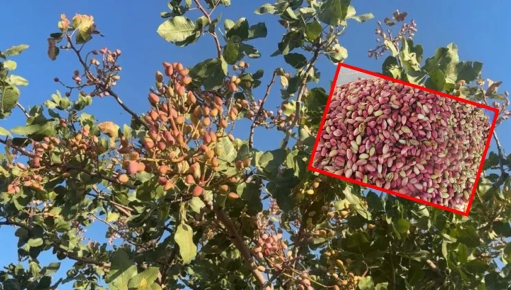 Şanlıurfa’da Antep Fıstığı Üretiminde Yeni Sezon Beklentisi Belli Oldu